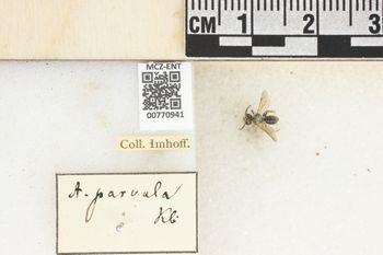 Media type: image;   Entomology 770941 Aspect: Labels